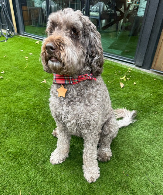Stamped Leather Dog and Cat Tags / Charms