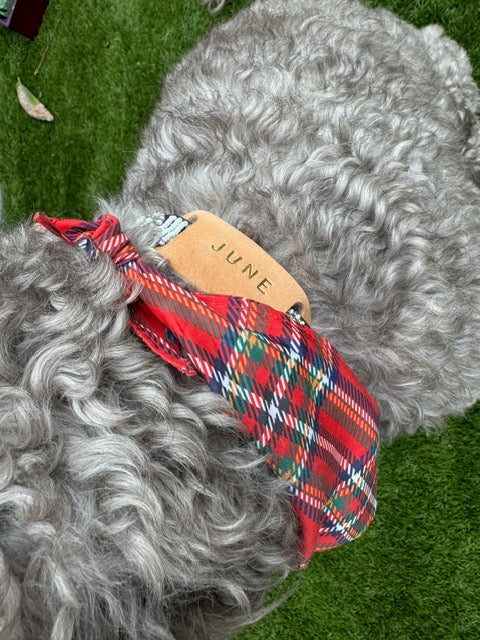 Dog wearing a red plaid bandana with a 'JUNE' tag on a grassy background